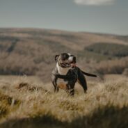 How one Missouri animal shelter is having success with their Dog’s Day Out program