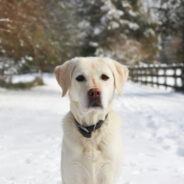 Maddie’s Weekly Roundup: 2025 wins, marketing long-stay pets and more!