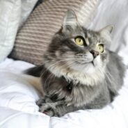 Maddie’s Weekly Roundup: Offsite adoption events, our annual report and more!