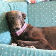 Maddie’s Weekly Roundup: Spay/neuter event, shelter hours and more!