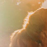 Skin and Stomach Health 101: Common Issues and Solutions for Dogs