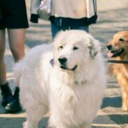 The exploration of opportunities for barriers and bias during off site animal adoption events