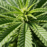 What to Look for in Quality Canine CBD Products