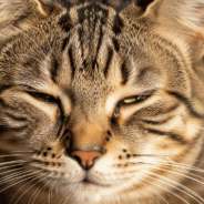 Why Your Cat Has Runny Eyes