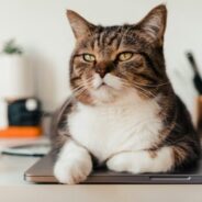 Apply for Maddie’s Fund Instructor-Led Courses on February 6!