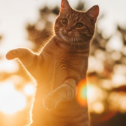 Cardiomyopathy in Cats: What Cat Parents Should Know