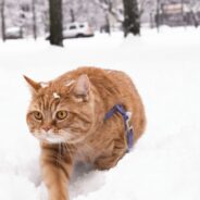 Maddie’s Weekly Roundup: Instructor-led courses, Community Conversations and more!