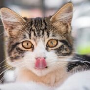 Maddie’s Weekly Roundup: Working cats, My Dog is My Home conference and more!