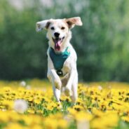 Recognizing and de-escalating big feelings in dogs