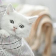 The December Weekly Community Conversations grant giveaway winners are…