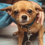 Understanding pain and behavioral issues in dogs