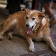 Join us virtually for the My Dog is My Home Conference next month