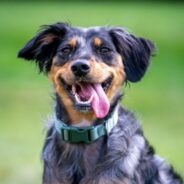 Maddie’s Weekly Roundup: Inspiration from the field, well-being tips and more!