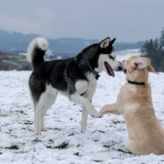 Maddie’s Weekly Roundup: Instructor-Led Courses, big feelings in dogs and more!