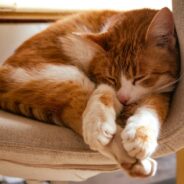 Maddie’s Weekly Roundup: Instructor-Led Courses, top Maddie’s Pet Forum resources and more!