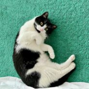 Maddie’s Weekly Roundup: My Dog is My Home conference, “snowcations” and more!