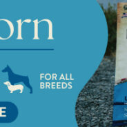 Superfoods and Ancient Grains for Dogs: Rethinking What’s in Your Pup’s Bowl