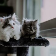 Webcast: Early life stressors and the behavior and physiology of rescue kittens