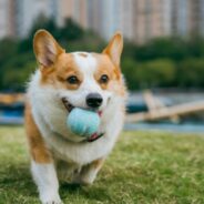 Beyond our Safety Net: Navigating Returns, Risk and Humane Outcomes in Dog Adoptions