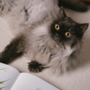 Content approved for continuing education credits on Maddie’s University