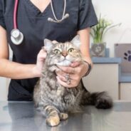Creating a foster-centric medical clinic at your animal shelter