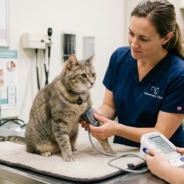 High Blood Pressure in Cats