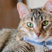 Maddie’s Weekly Roundup: 2025 annual data report, kitten tips and more!