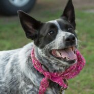 Maddie’s Weekly Roundup: Dog behavior courses, kitten resources and more!