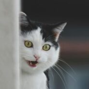 Maddie’s Weekly Roundup: Maddie’s Insights, continuing education credits and more!