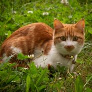 Maddie’s Weekly Roundup: Navigating dog adoption outcomes, new national study and more!