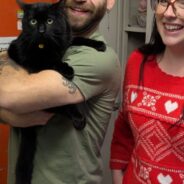 75% Fewer Cats Are Dying in Shelters, Here’s How Austin Is Part of Livesaving