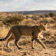 Do You Know the Origin Story of Cats