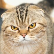 Download the Go-To Guide for Animal Services today!