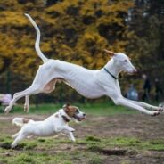 Join the Foster 50 Challenge now!