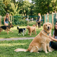 Keeping Dogs Safe in Group Settings