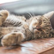 Lessons from award-winning foster programs