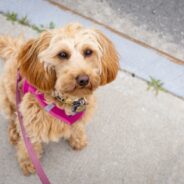 Maddie’s Weekly Roundup: Foster 50 Challenge, Maddie’s birthday and more!