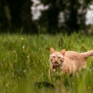 Maddie’s Weekly Roundup: New guide for animal services, lessons from award-winning foster programs and more!