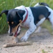 Two new dog behavior courses are now available on Maddie’s University