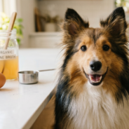 Are Natural Protein Supplements the Secret to Your Dog or Cat’s Health?