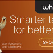 How to Litter Train a Kitten in 5 Easy Steps