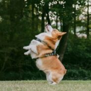 Implications of weeklong fostering and co-housing on shelter dog welfare