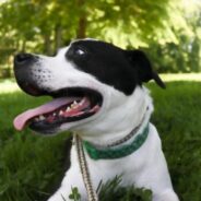 Maddie’s Weekly Roundup: Maddie’s Tail Wag, the Go-To Guide for Animal Services and more!