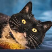 Maddie’s Weekly Roundup: Resource guarding, turning finders into fosters and more!