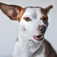 Resource guarding in shelter and rescue dogs