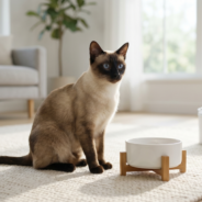 Why Your Cat Has an Upset Stomach: Common Causes & Solutions