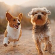 Behavior Assessments in Shelters: Building Better Outcomes for Dogs