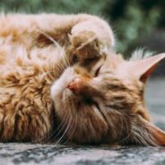 Deadline extended for this super short Rehoming Survey