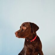 Disaster response for animal control