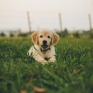 Healing emotionally after an animal bite